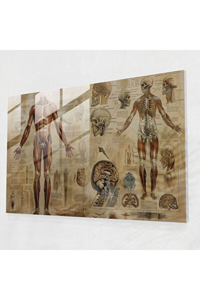 Popcas Anatomi Çalışması Cam Baskı - Leonardo Da Vinci, Cam Sanatı, Cam Duvar...