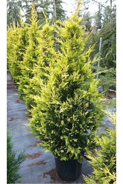 AnkaBahçe Altuni Leylandi  Çit Bitkisi 30-40 cm (Cupressocyparis Goldrider)