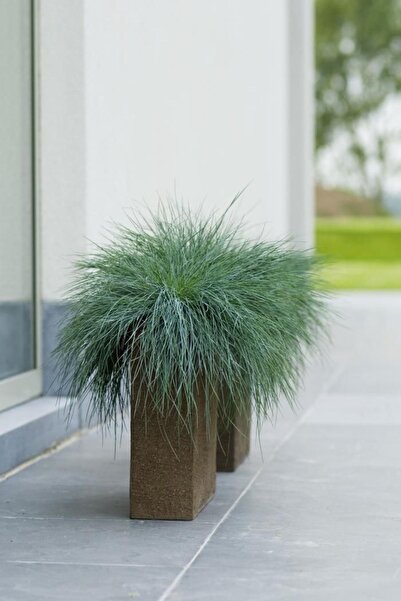 Berceste Peyzaj tasarım Mavi Çim Blue Fescue- 2 Adet