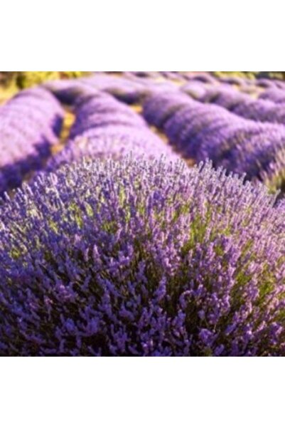 Genel Markalar 50 Adet Açık Kök Lavanta Fidanı