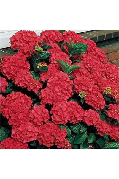 Red Hydrangea Seedling ( Tube )