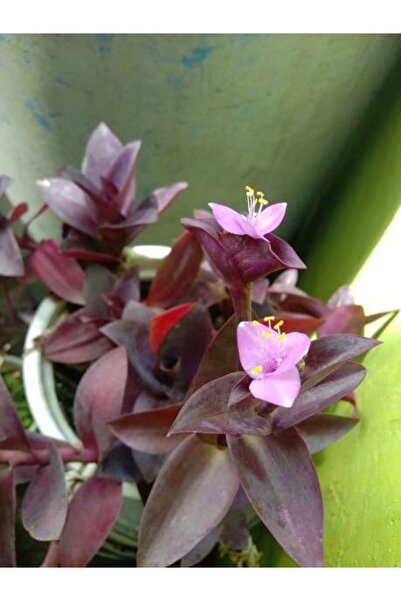 Bitkim Sende Videolu Mor Telgraf Çiçeği-kara Sevda 1 Adet Saksılı 15-30cm Iç Mekan Bitkisi (TRADESCANTİA PALLİDA)