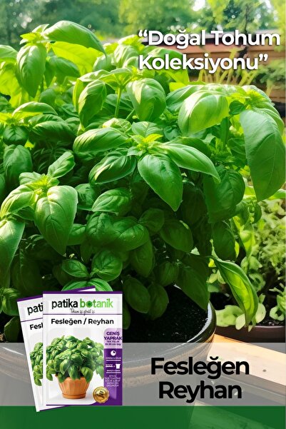 Patika Botanik 100 Adet Yeşil Fesleğen - Yeşil Reyhan (OCİMUM BASİLİCUM) Tohumu