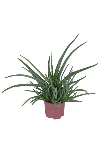 Genel Markalar Aleovera Bitkisi Saksı'da 30 40 cm Dolgun Formlu Aleo Vera