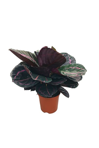 Betonish Calathea Roseopicta 'dottie' (DUA ÇİÇEĞİ)