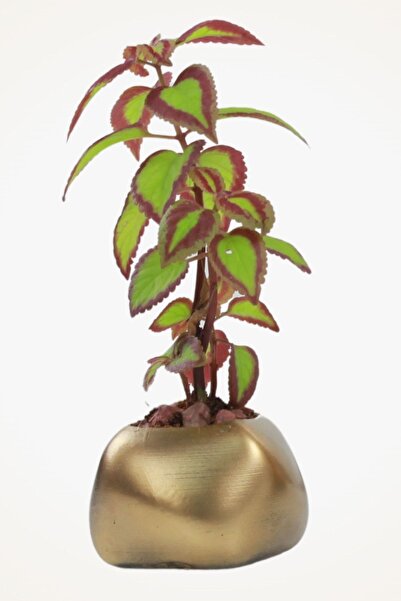 Viselia Dekoratif Saksı Altın Eskitme Küçük Çiçek Saksısı Model 14