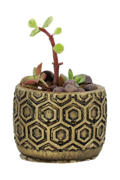 Evene Mini Çiçek Saksı Küçük Sukulent Altın Eskitme Kaktüs Saksısı Model 2