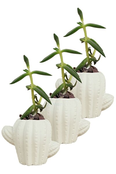 Evene Mini Çiçek Saksı Küçük Sukulent Beyaz Kaktüs Saksısı 3'lü Set Model 11