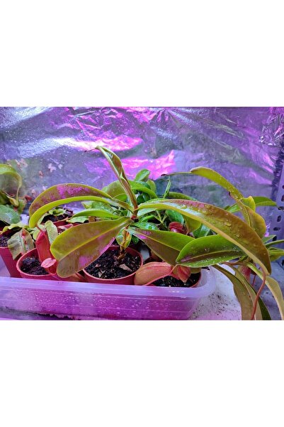 mobuflora Nepenthes ventrata Sinek Kapan Etobur Bitki Büyük Boy