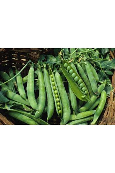Tohum Dünyası 10 Adet Geleneksel Yeşil Ok Tatlı Bezelye Tohumu