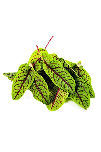 Ziraat Evim 50 Adet Kırmızı Damarlı Kuzu Kulağı Otu Tohumu