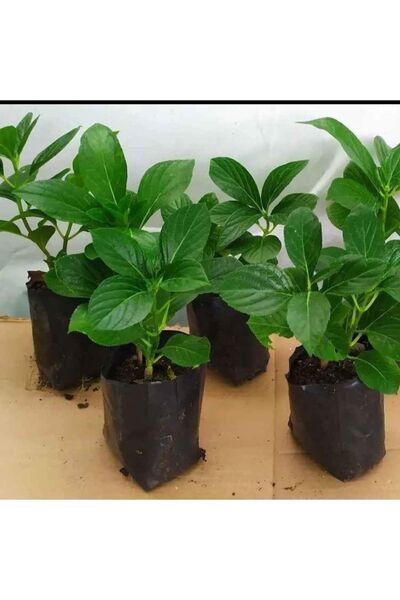 SARMASK 4 Adet Ortanca Fidesi (15-30CM) Karisik Renk