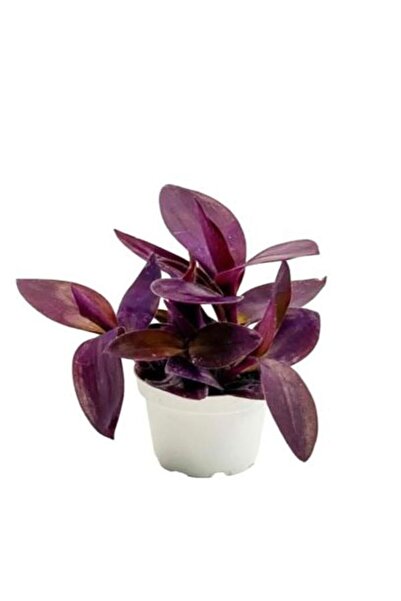 Bitkim Sende Videolu Mor Telgraf Çiçeği-kara Sevda 1 Adet Saksılı 15-30cm Iç Mekan Bitkisi (TRADESCANTİA PALLİDA)