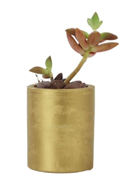 Evene Mini Çiçek Saksı Küçük Sukulent Altın Kaktüs Saksısı Model 15