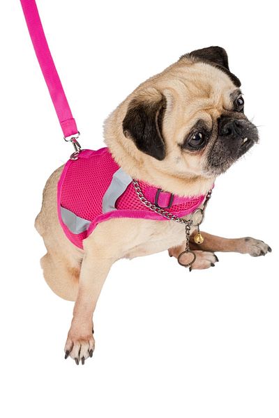 Evene Dog Collar Chest Neck Collar Set with Dispatch Strap Anti-Sweat Breathable Reflective Collar