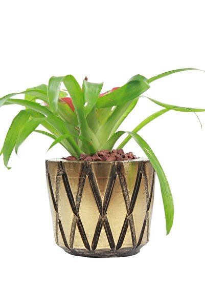 Evene Saksı Çiçek Kaktüs Saksısı Lüx 15 Cm Altın Eskitme Varak Boyalı Baklava...