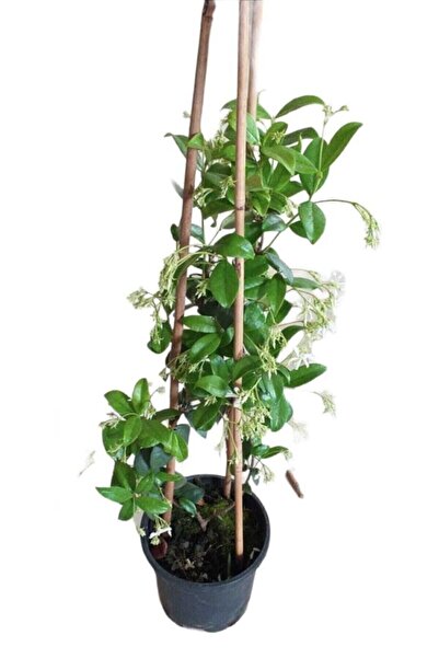 SÖZER Ful Yasemin Çiçeği Beyaz Kokulu Saksılı