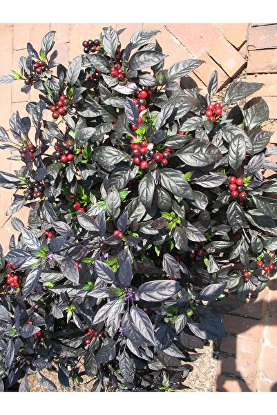 Tohum Dünyası 5 Adet Siyah İnci Acı Biber Tohumu- Nadir