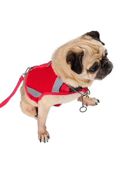 Evene Dog Collar Chest Neck Collar Set with Dispatch Strap Anti-Sweat Breathable Reflective Collar