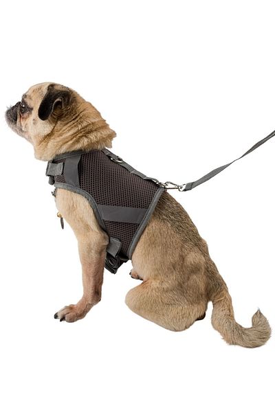Evene Dog Collar Chest Neck Collar Set with Dispatch Strap Anti-Sweat Breathable Reflective Collar