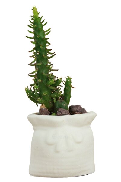 Evene Mini Çiçek Saksı Küçük Sukulent Beyaz Kaktüs Saksısı Kese Model