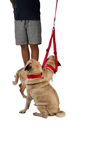Viselia Köpek Tasması Çoklayıcı Çiftli Gezdirme Kayışı Premium Kalite Kopma Y...