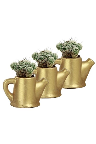 Evene Mini Çiçek Saksı Küçük Sukulent Altın Kaktüs Saksısı 3'lü Set Mini Model 10