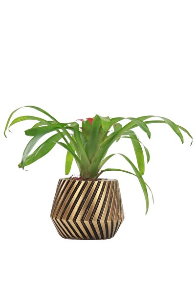 Evene Saksı Çiçek Kaktüs Saksısı Lüx 15 Cm Altın Eskitme Varak Boyalı Dişli Desen Saksı Çiçeklik