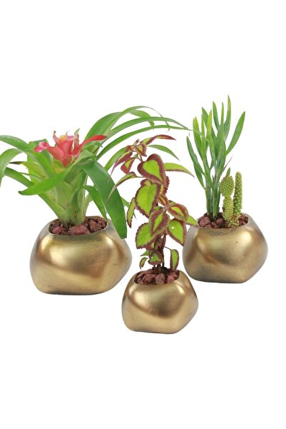 Evene Saksı Çiçek Kaktüs Saksısı Lüx 14 Cm Altın Eskitme Varak Boyalı Model 1...