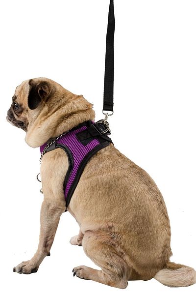 Evene Dog Collar Chest Neck Collar Set with Dispatch Strap Anti-Sweat Breathable Reflective Collar