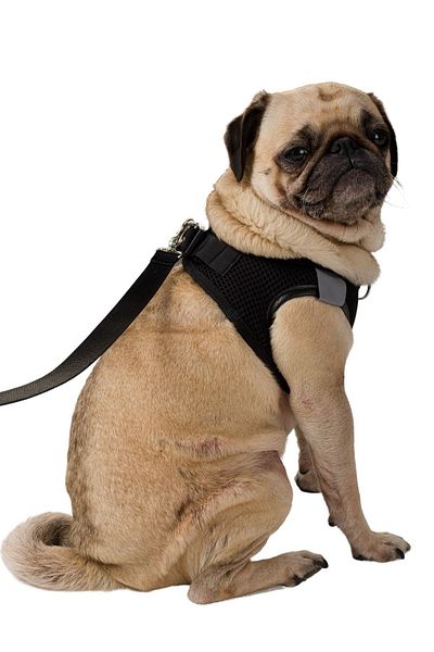 Evene Dog Collar Chest Neck Collar Set with Dispatch Strap Anti-Sweat Breathable Reflective Collar