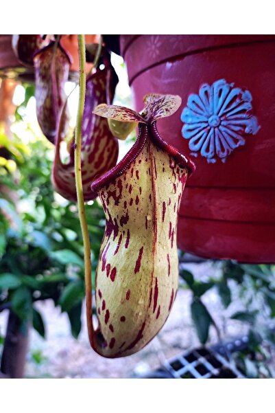 mobuflora Nepenthes Gaya Sinek Kapan Etobur Bitki Su Ibriği