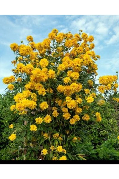 ATABEY ÇİÇEK Rudbeckia Laciniata Çiçeği