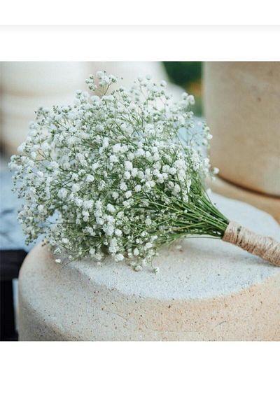 COŞGUN Cipso White Bridal Flower (ζωντανό λουλούδι κοπής)