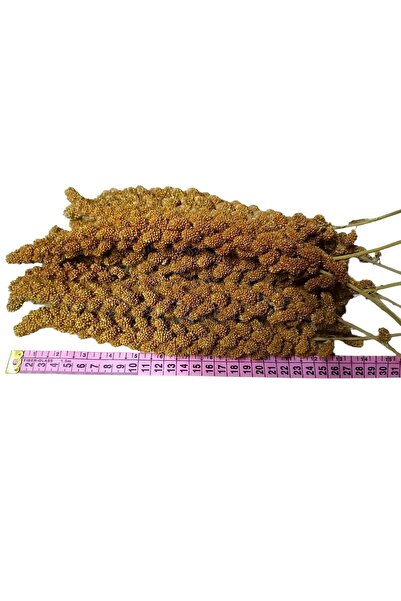 Apex Kızıl Dal Darı (YENİ MAHSUL) 1. Kalite 500 gr