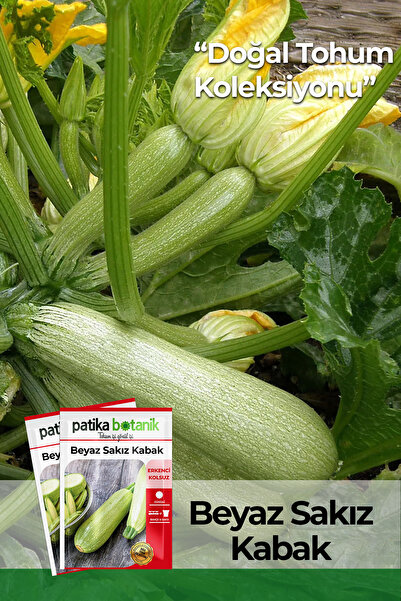 Patika Botanik Adet Ata tohumu Beyaz Sakız Kabak Tohumu