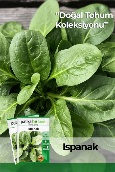 Patika Botanik 250 Adet Yerli Ispanak Tohumu (GENİŞ YAPRAK)