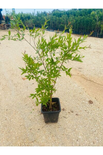 EVİM BAHÇEM Tüplü 3 Yaş Iri Nar Fidanı Içi Kırmızı Nar Fidanı Gür Dallı