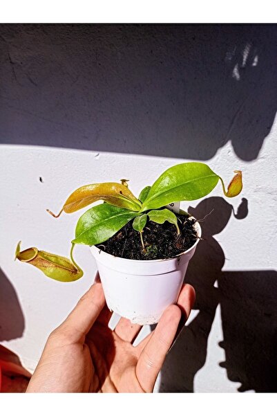 mobuflora Nepenthes Gaya Sinek Kapan Etobur Bitki Su Ibriği