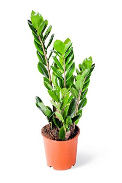 Genel Markalar Zamia Zamioculcas Zamiifolia - Zeze Çiçeği - Ev Ofis Salon Bitkisi