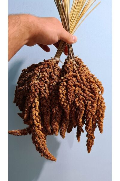 Vivid Tilki Kuyruğu Kızıl Dal Darı 250 gr Yeni Mahsül