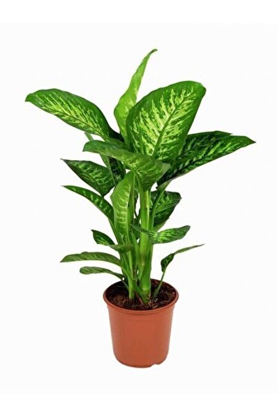 Genel Markalar Difenbahya Tropik Snow ( Ağlayan Çiçek)