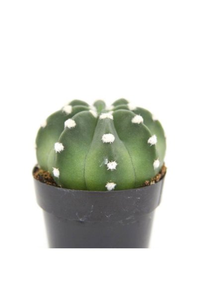 Echinopsis Domino Kaktus Lüx Seri
