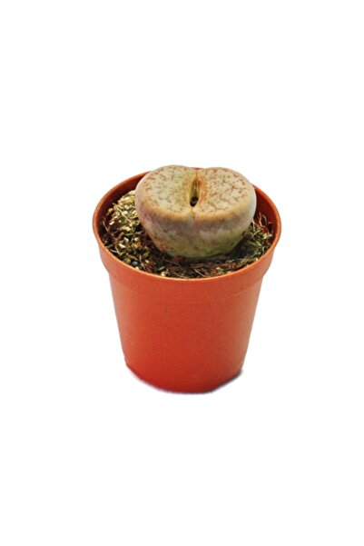 LEVANT Lithops Living Stone Kaktüs