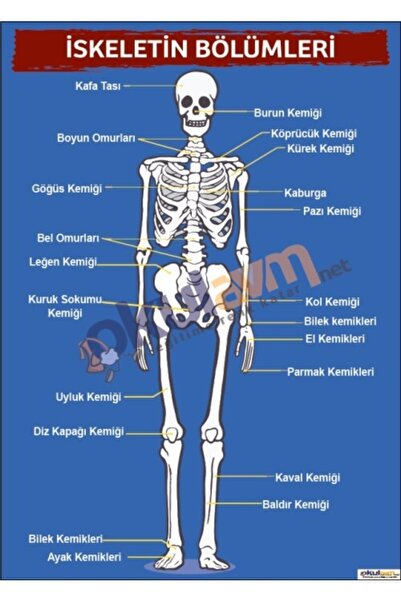 okulcenter Iskeletin Bölümleri Afişi (vinil) 35x50 Cm