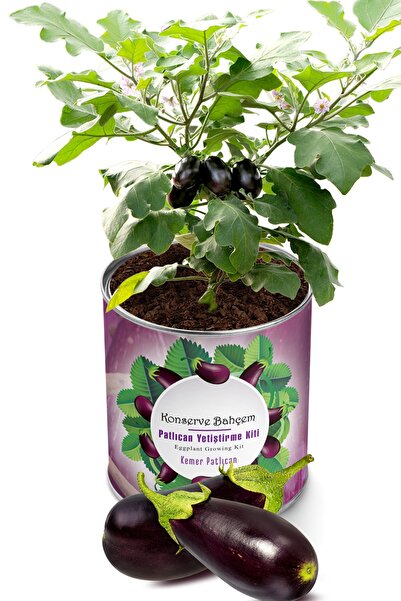 Eggplant Grow Kit - Vegetable Seedling Grow Kit Eggplant Seed And Peat Set