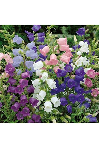 Bilgarden Calycanthema ‘cup & Saucer’ Campanula Karışık Çan Çiçeği Tohumu 100...