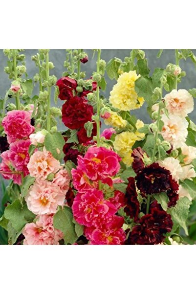 Bilgarden Karışık Renkli Katmerli Gül Hatmi Çiçeği Tohumu