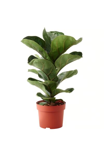 Genel Markalar Ficus Lyrata Bambino Keman Yapraklı Kauçuk Bitkisi