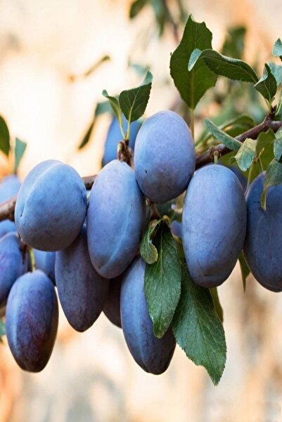 Bilgarden Tüplü Aromatik Bol Verimli Tam Bodur Mürdüm Siyah Erik Fidanı